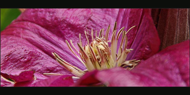 Clematis