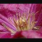 Clematis