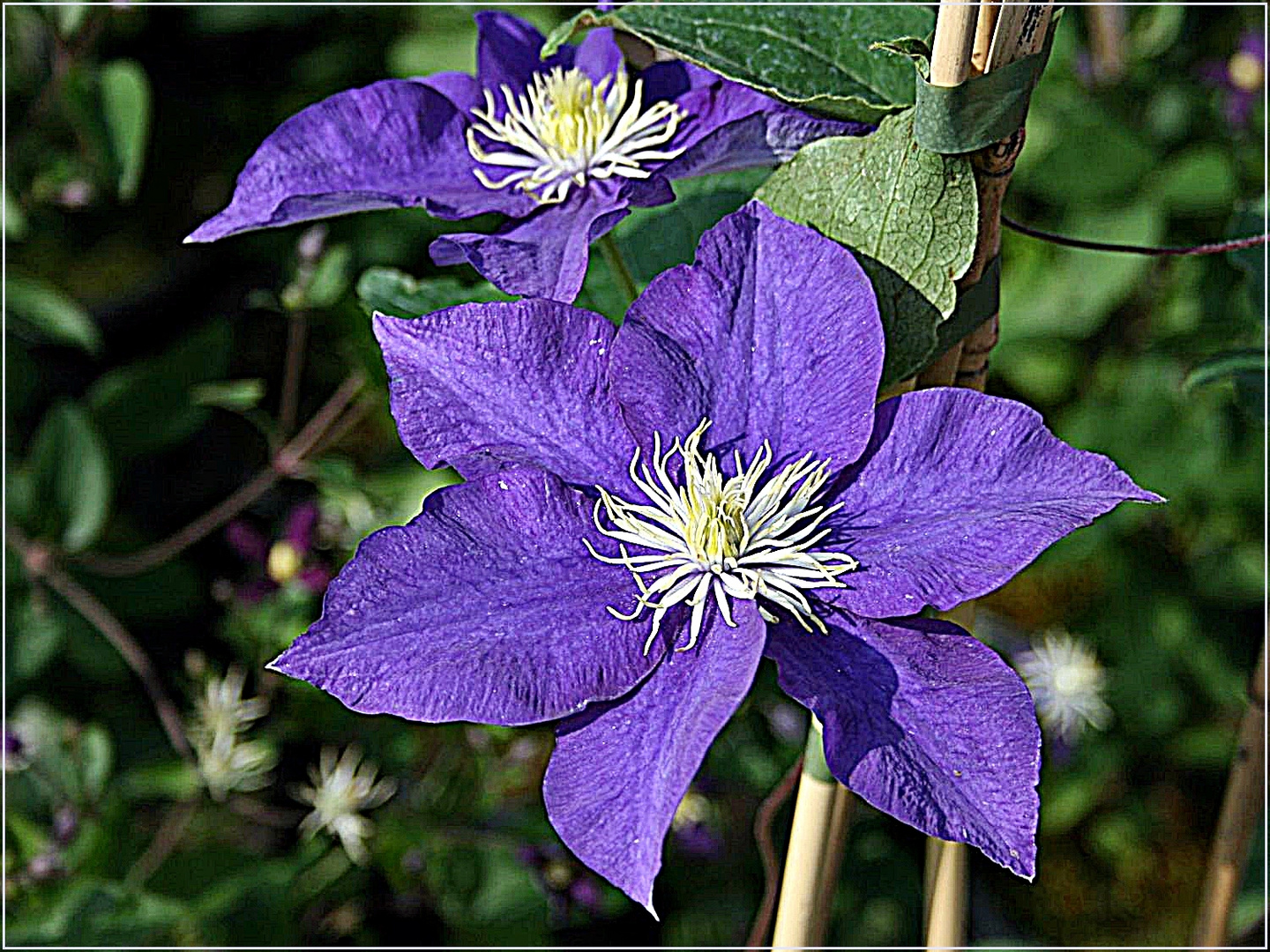 Clematis