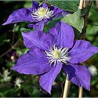 Clematis