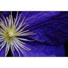 Clematis