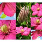 Clematis