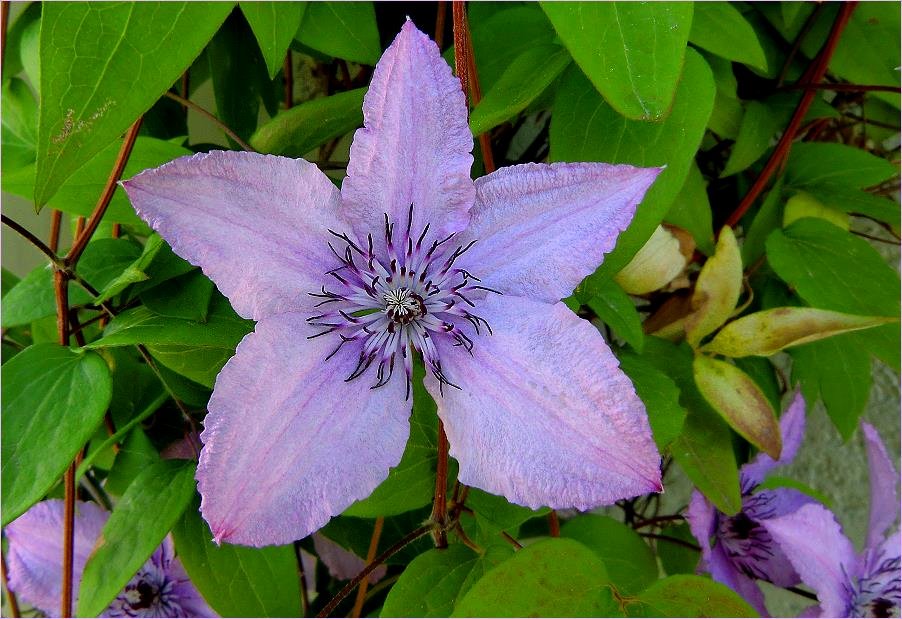 Clematis