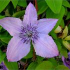 Clematis