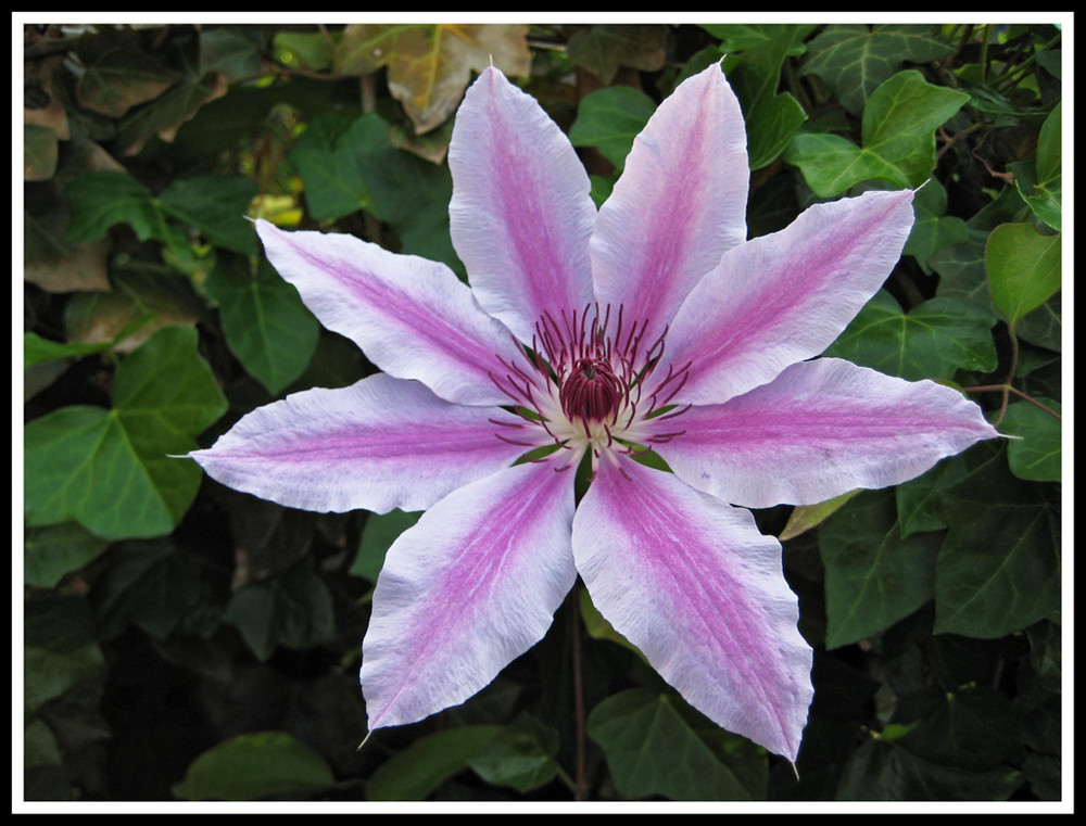 Clematis