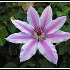 Clematis