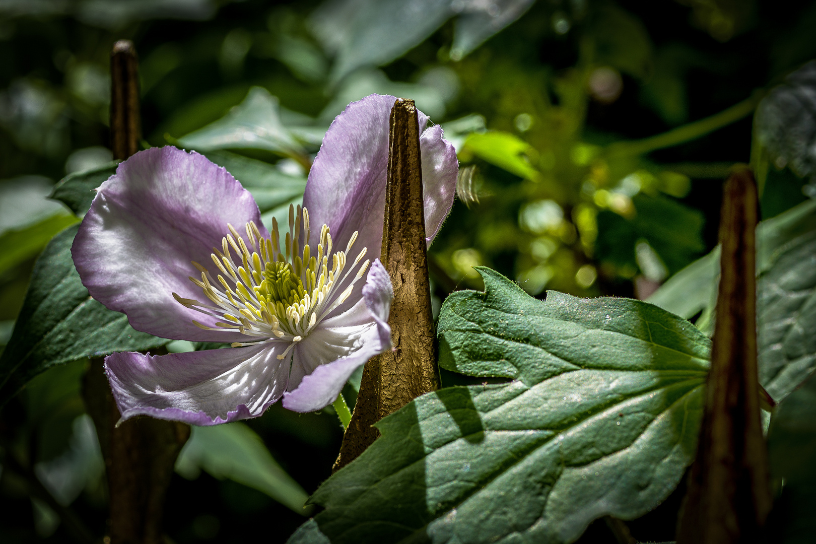 Clematis des letzten Sommers