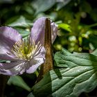 Clematis des letzten Sommers