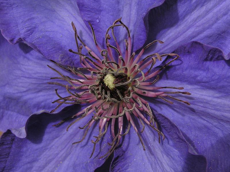 Clematis, Detail