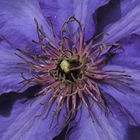 Clematis, Detail