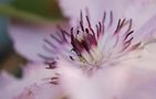 Clematis - Detail des Blüteninneren von Christa R 