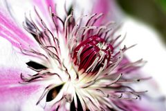 Clematis Detailaufnahme