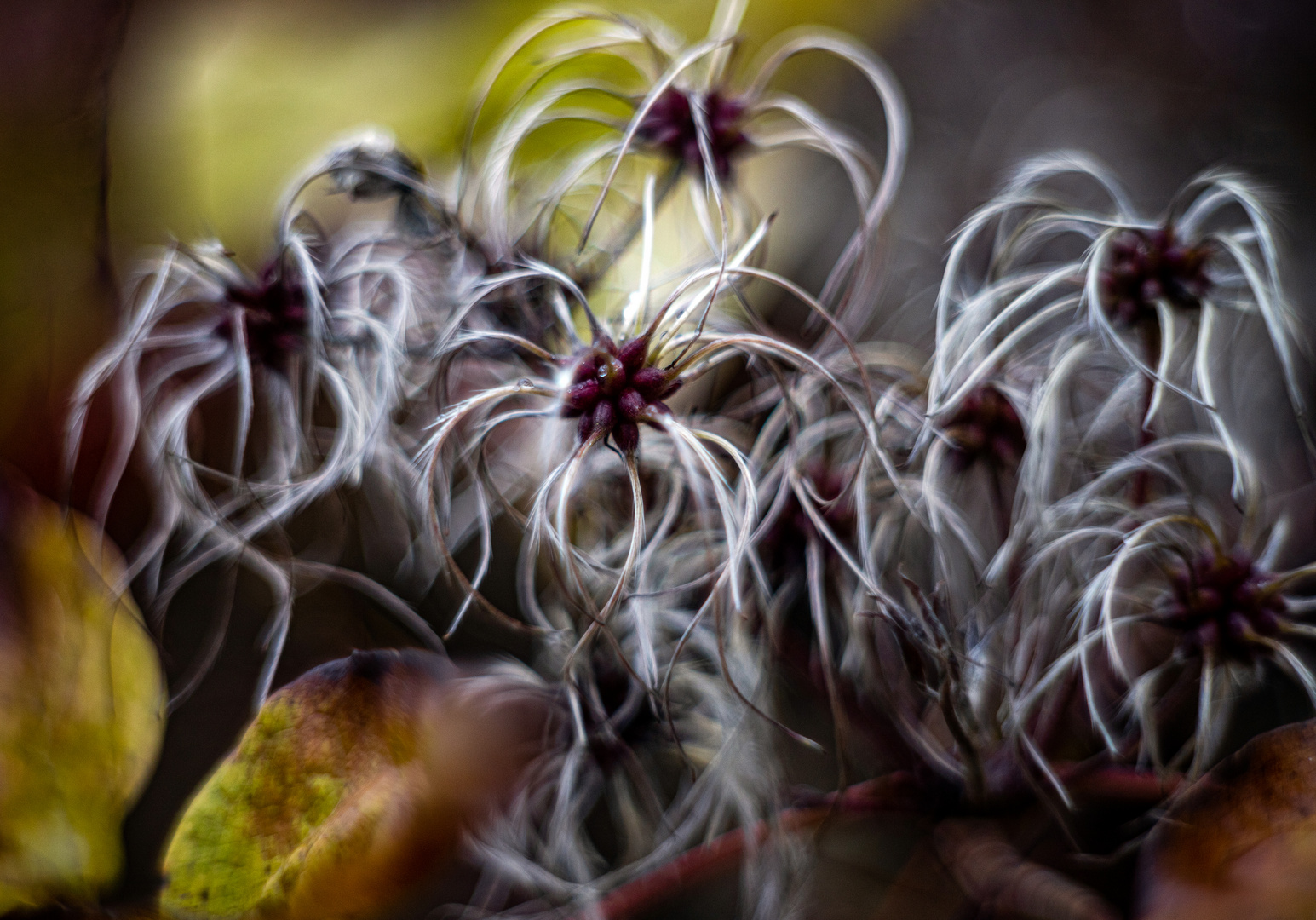 Clematis