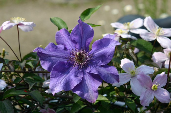 Clematis