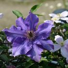 Clematis