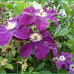 Clematis