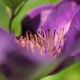 Clematis