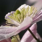 Blumen
