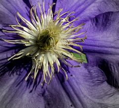 Clematis die 2.