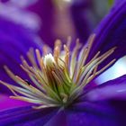 Clematis die letzte..........