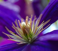 Clematis die letzte..........