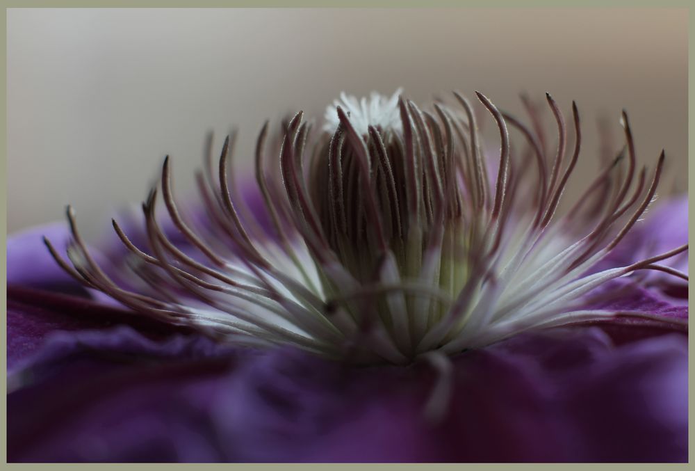 Clematis, die Schöne