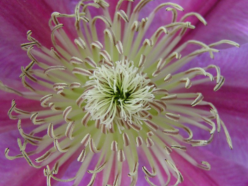 Clematis "Dr. Ruppel"