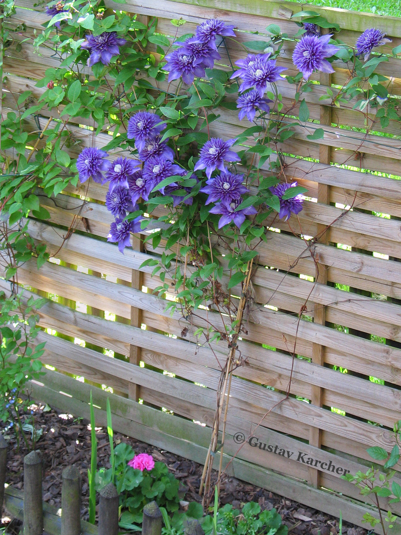 Clematis, dunkelblau, groß, mit Blüten, 02