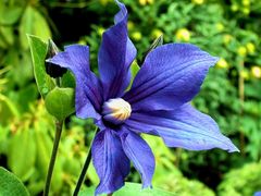 Clematis Durandii ...