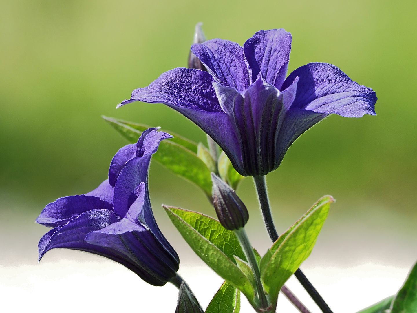 Clematis 'Durandii'