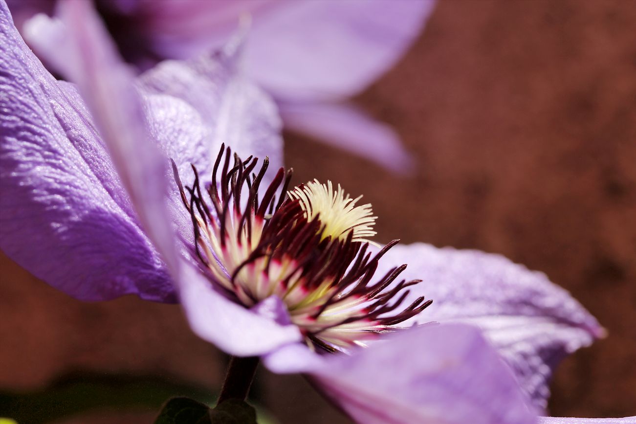 Clematis