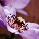 Clematis