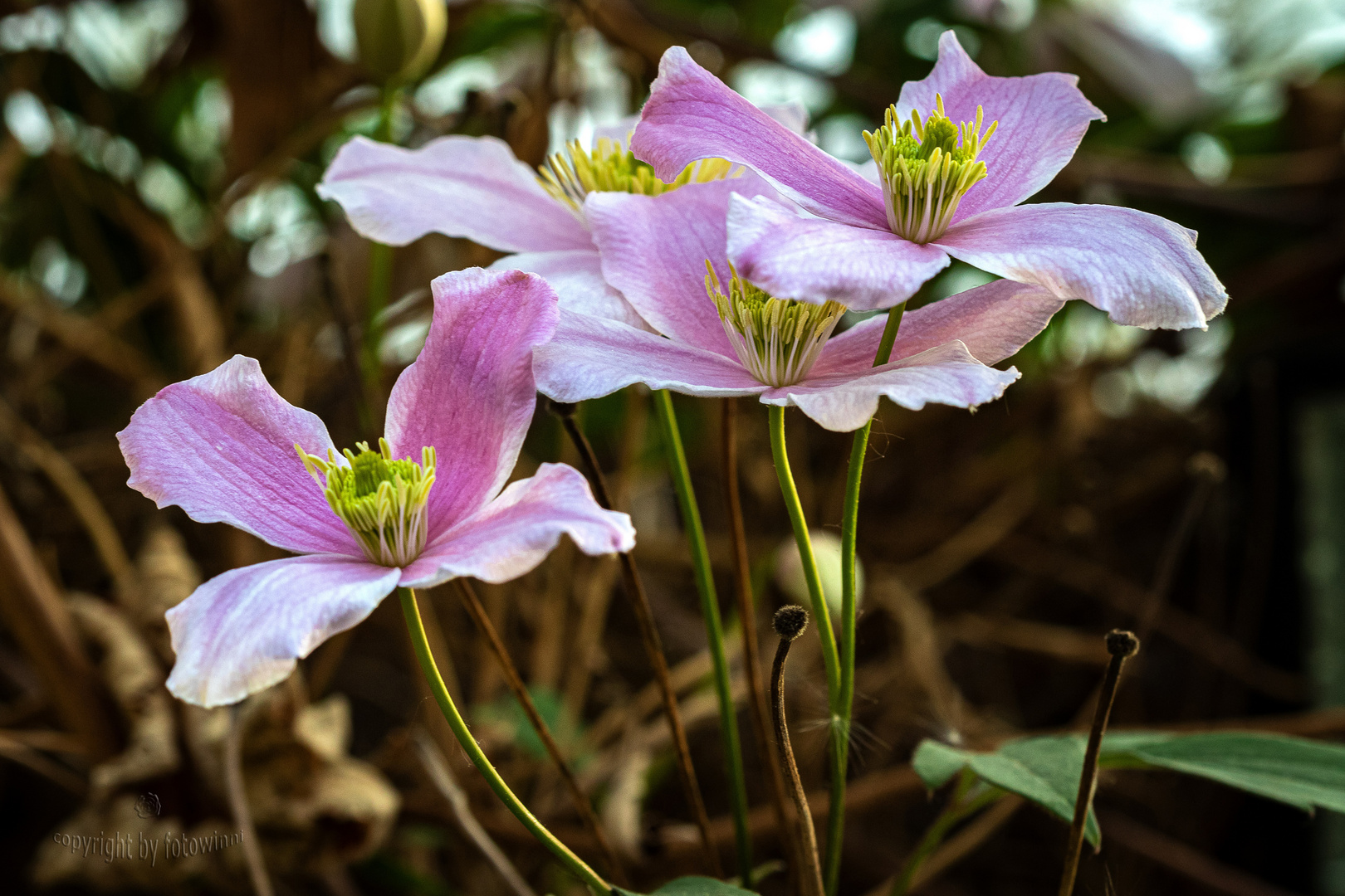 Clematis