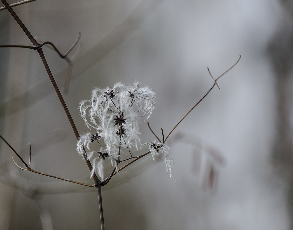 Clematis