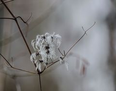 Clematis