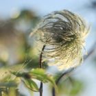 Clematis