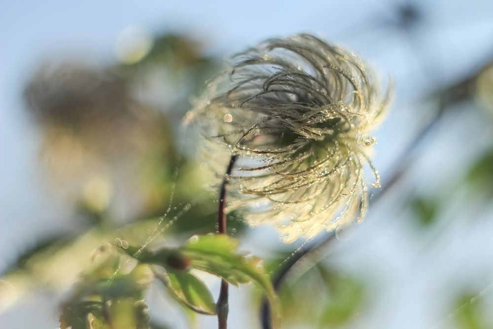 Clematis