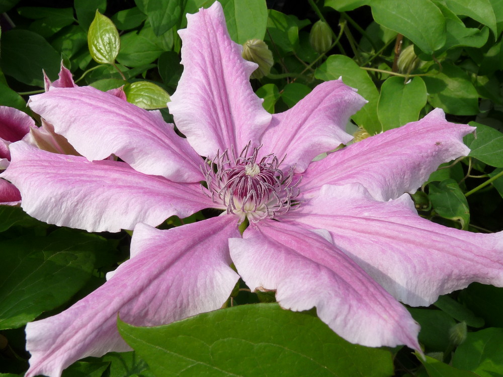 Clematis