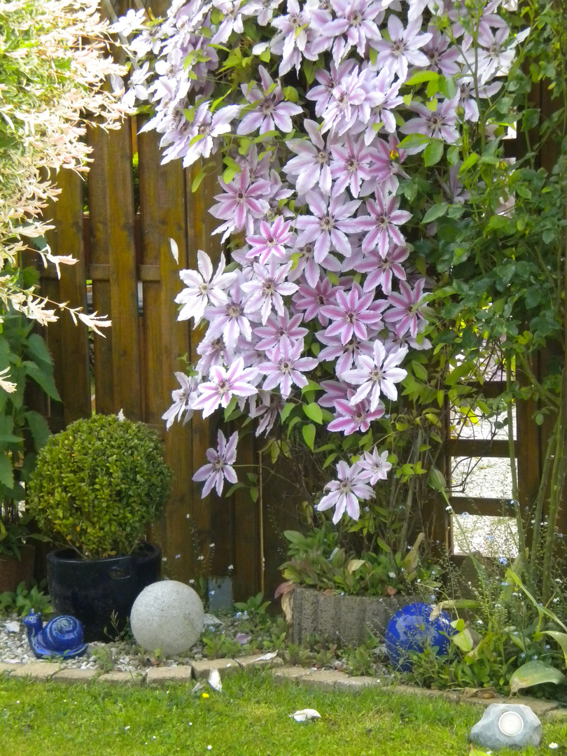 Clematis