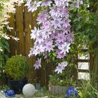 Clematis