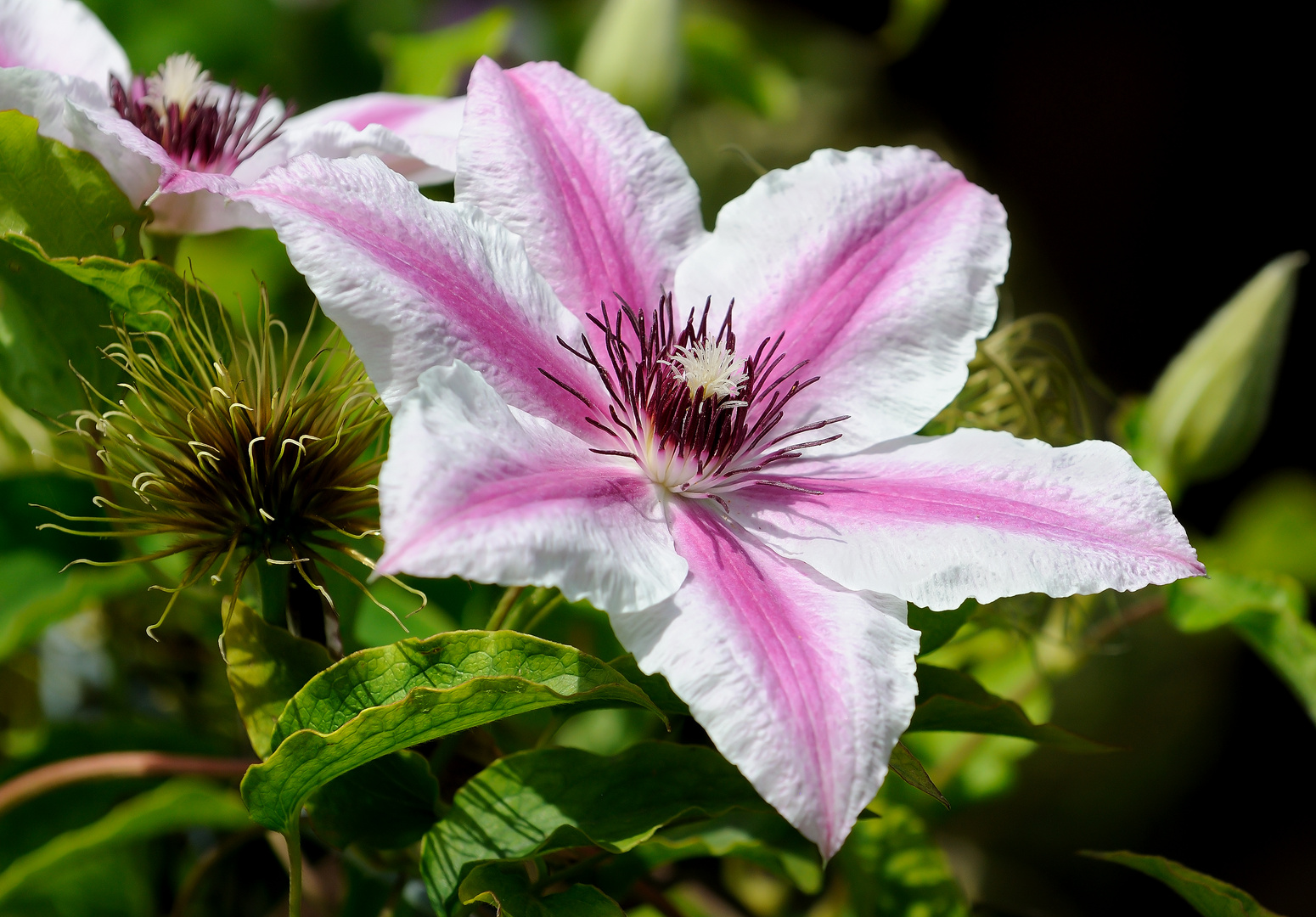 Clematis