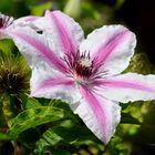 Clematis