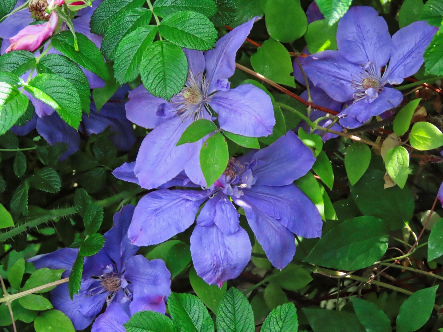 Clematis