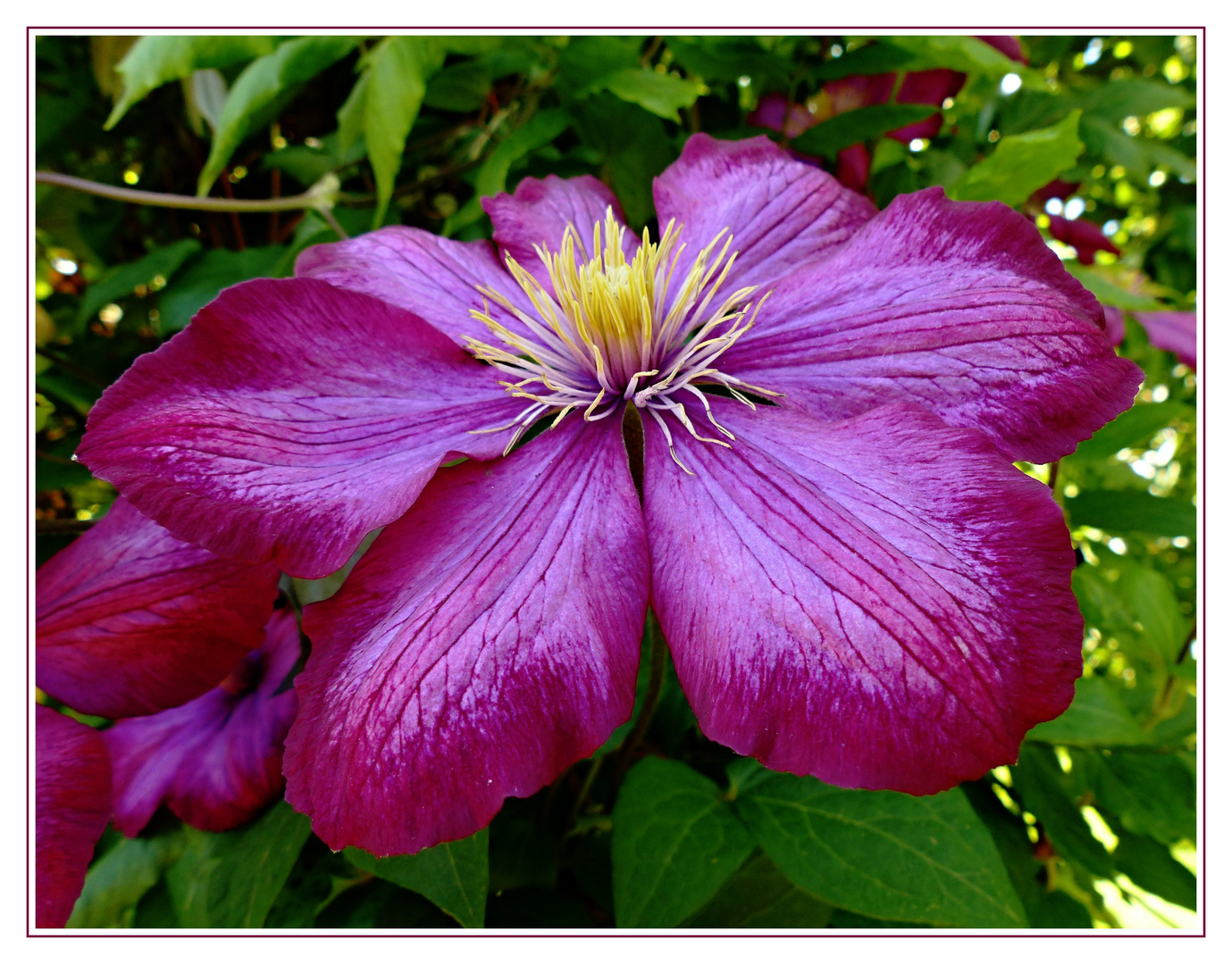 CLEMATIS