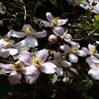  Clematis