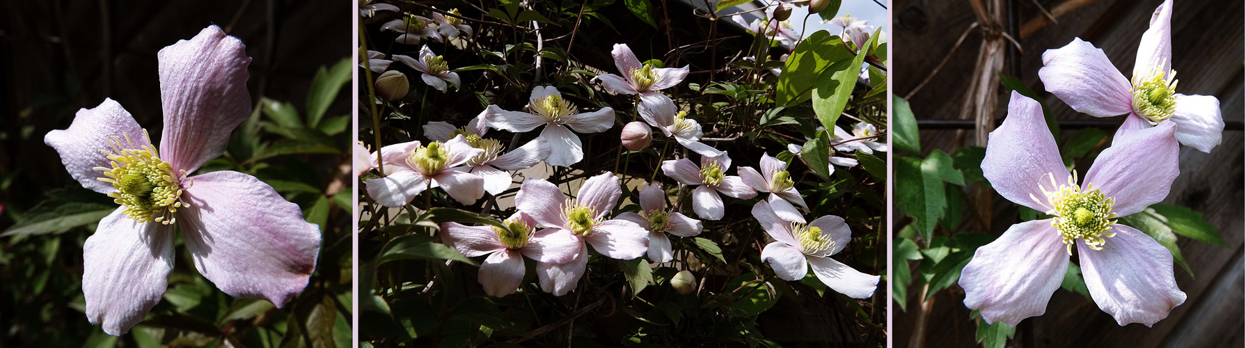  Clematis