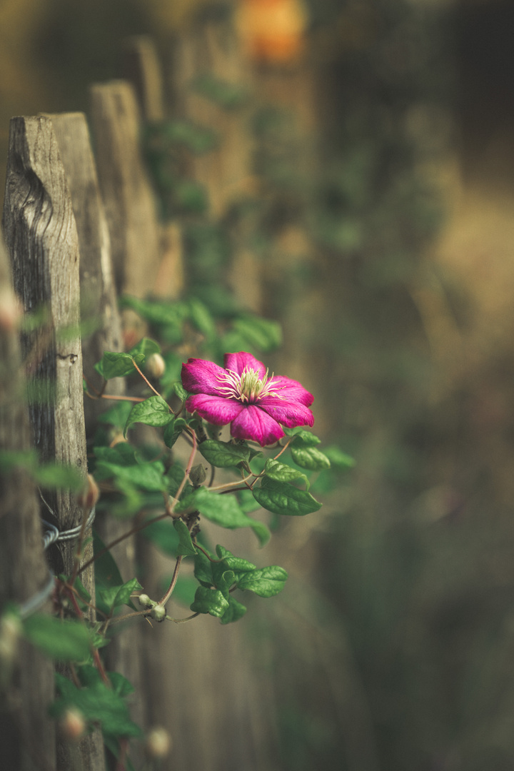 Clematis