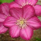 Clematis