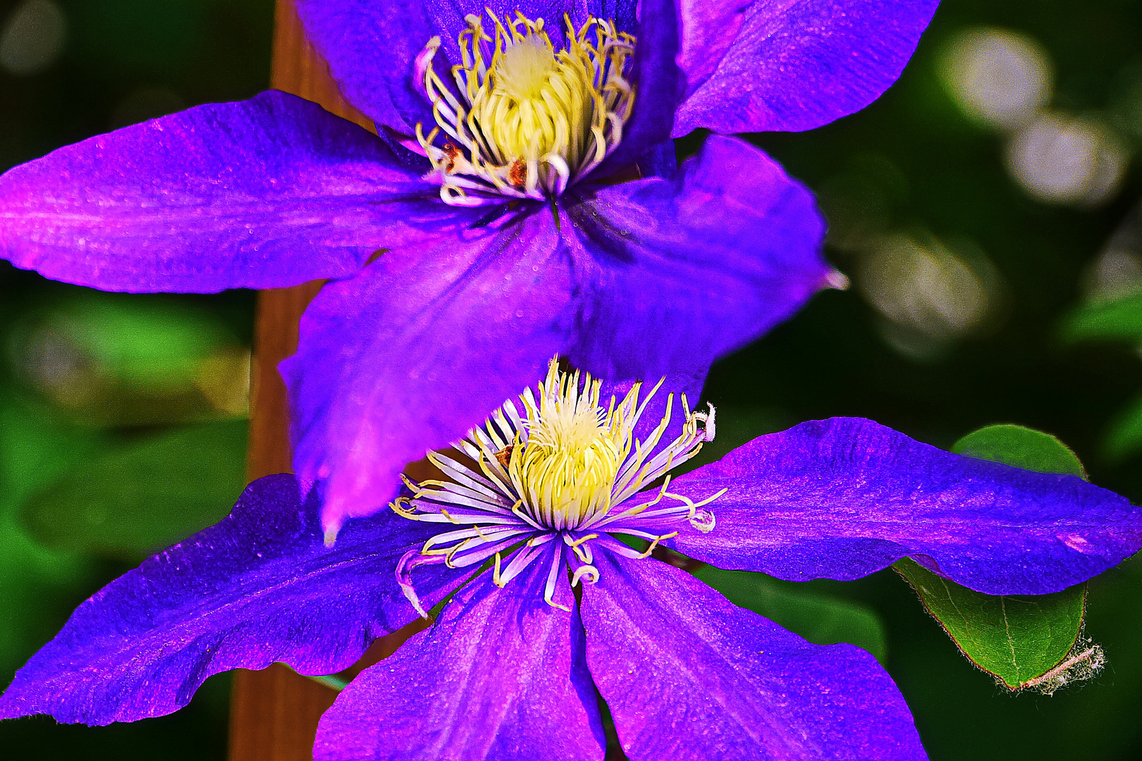 Clematis