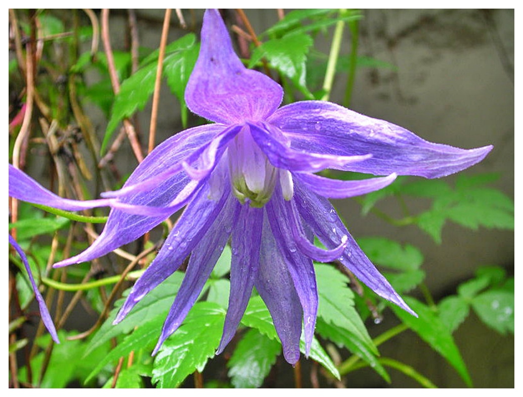 Clematis 